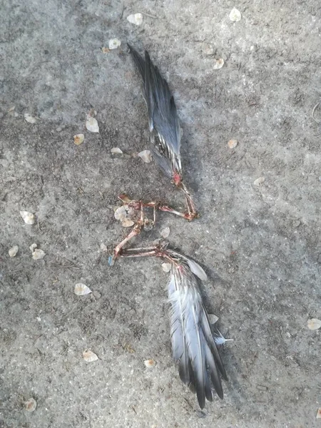 Ein Tierkadaver Eines Vogels Ein Toter Tierkörper — Stockfoto