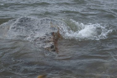 Su hızının ve türbülansın arttığı nehir kesiminde hızlı