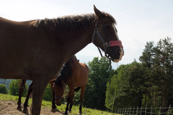 Häst Stående Hage Med Äng Och Staket — Stockfoto