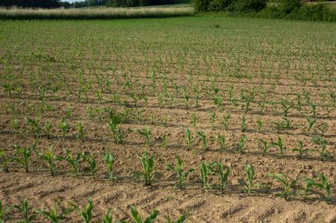 Genç mısır veya mısır tarlaları, toprakta yeşil bitkiler
