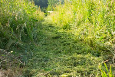 Bir çim biçme makinesiyle bahçedeki çimleri biçiyor.