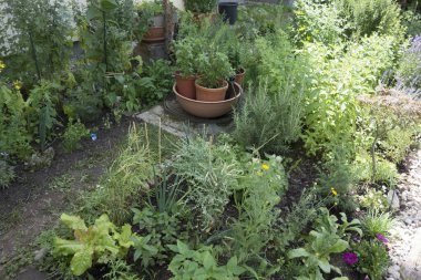 Bir bahçe ki, içinde bitkiler ve bitkiler var.