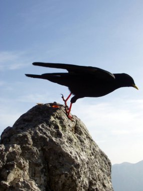 Batılı ya da Avrasyalı bir karga, karga ailesinin kuşu.