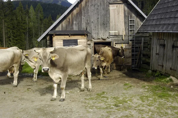 Коров Ячий Стад Альпійському Пасовищі — стокове фото
