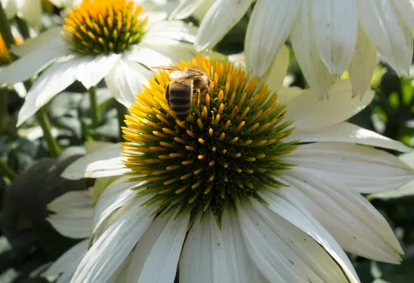 Abelha Sentado Uma Flor Flor Polinização Flores Através Animais Voadores — Fotografia de Stock