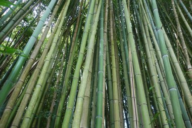 Bambu bitkileri, Poaceae familyasının her daim yemyeşil çiçekleri.