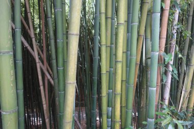 Bambu bitkileri, Poaceae familyasının her daim yemyeşil çiçekleri.