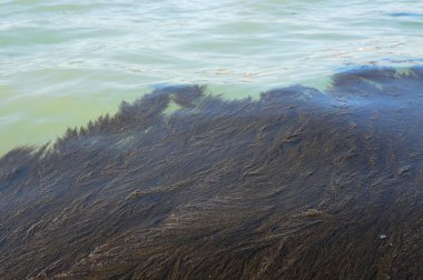 Su kalitesinin bir göstergesi olarak su içinde su yosunları veya yosunlar