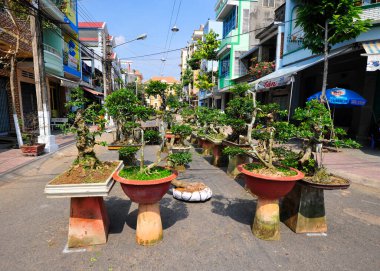 Vietnam 'da bir bonsai, sanat formu ve bitkilerle budama ve kesme