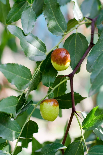 Ripe fruits of the Chinese date on the tree branches. Ziziphus.