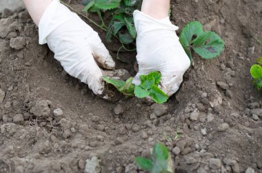 Bir kadın sebze bahçesine çilek ekiyor..