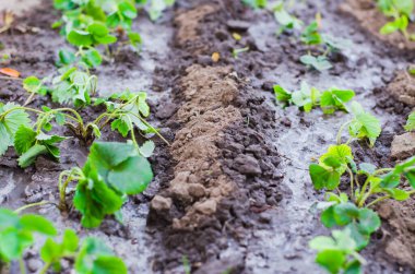 Genç çilek çalılarının fidanlığı. Sonbahar çilek nakli.