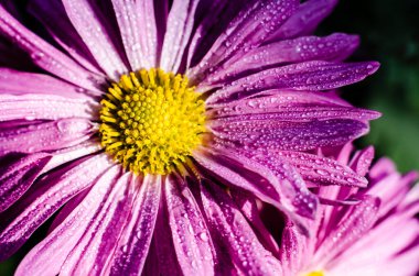 Kasımpatı çiçekleri üzerinde parlak güneş ışınları. Su yapraklara damlıyor.