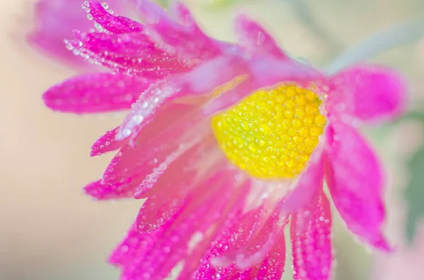 Flor Crisantemo Con Gotas Agua Sobre Pétalos Cerca — Foto de Stock