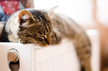 Güzel tekir kedicik pencerenin yanındaki radyatörde uyuyor.
