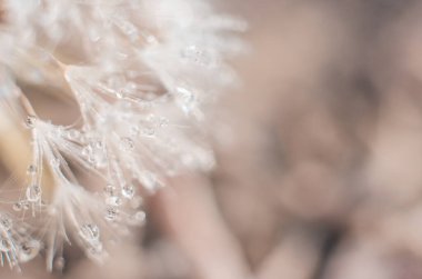 Su damlalı bir karahindibanın bulanık arka plan makro fotoğrafı. Doğal arkaplan