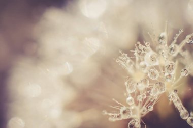 Masaüstü için Artistik Arkaplan. Çiy damlalı bir karahindibanın bulanık fotoğrafı..