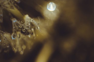 Çiy damlalı bir karahindibanın bulanık fotoğrafı. Masaüstü için Sanatsal Arkaplan.