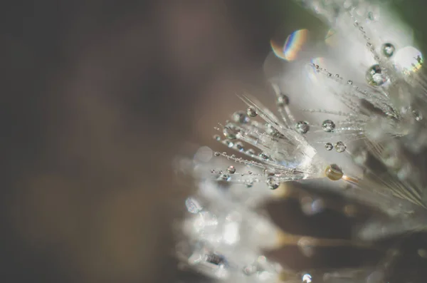 デスクトップのための芸術的背景 露が落ちるタンポポのぼやけた抽象的な写真 — ストック写真