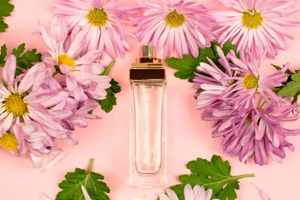 Women's perfume on a pink background with flowers and leaves of chrysanthemum top view