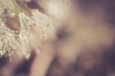 Masaüstü için Artistik Arkaplan. Çiy damlalı bir karahindibanın bulanık fotoğrafı..