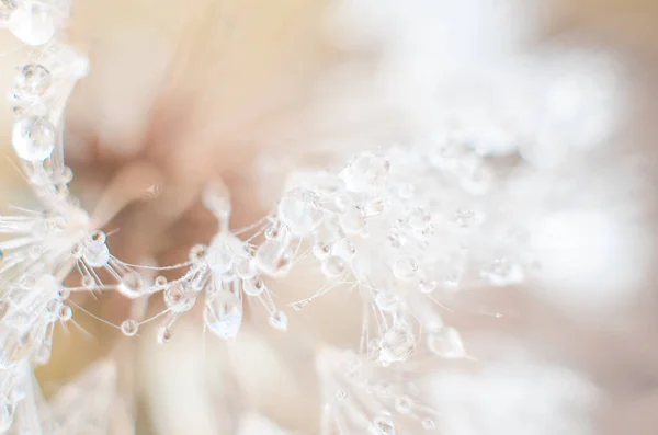 Foto Fondo Borroso Macro Diente León Con Gotas Agua — Foto de Stock