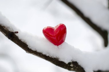 Karda küçük kırmızı bir kalp Ağaç dalında