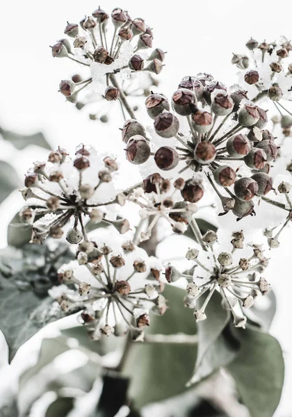 Ivy flowers in the snow close up with selective focus