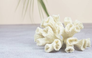 Beyaz mercan bej bir zemin üzerinde bir palmiye dalı ve metin için yer.