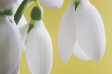 Sarı arka planda güzel kardelen çiçekleri..