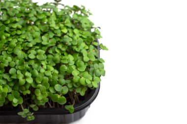 Beyaz bir zemin üzerinde taze hardal mikroyeşillikleri ve metin için yer var. Çiğ lahanalar, mikro yeşiller, sağlıklı gıda konsepti.