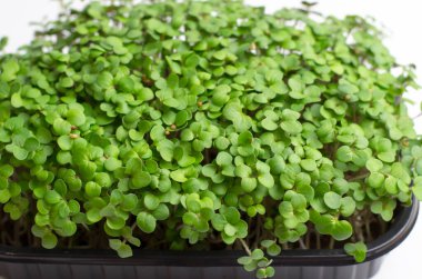 Hardal mikroyeşil filizleri kapanıyor. Çiğ lahanalar, mikro yeşiller, sağlıklı gıda konsepti.