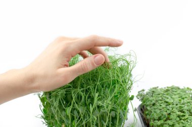 Bir dişi el bezelye mikroyeşil fidanlara dokunur. Bezelye filizleri, sağlıklı gıda konsepti.