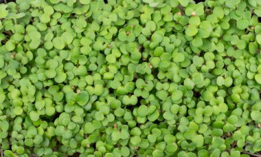 Arka plan olarak taze hardal tohumları. Mikroyeşil yakın çekim, üst görünüm