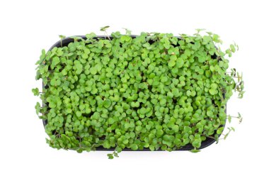 Hardal mikroyeşil filizleri kapanıyor. Çiğ lahanalar, mikro yeşiller, sağlıklı gıda konsepti.