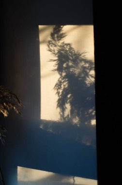 Gün batımında duvarda sazlıkların gölgesi