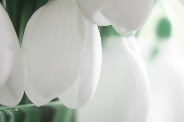 Güzel kardelen çiçekleri kapanıyor. İlk bahar çiçekleri