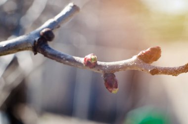 Güneşin dikenli dalında genç tomurcuklar, makro fotoğraf