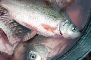 Suda taze balık yakaladım. Balık pişirmek için hazırlanıyor.