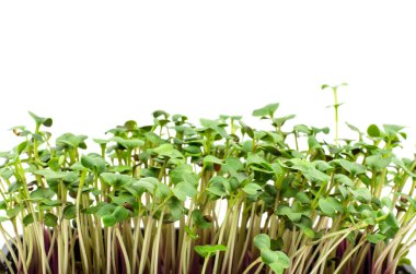 Turp filizleri, yazı için yer kaplayan yakın plan. Vejetaryenler için yemek. Sağlıklı gıda konsepti