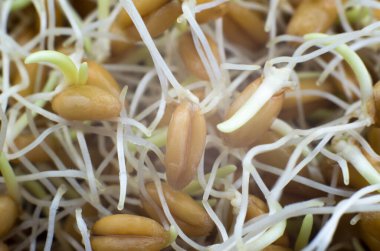 Buğday filizlenir makro fotoğrafçılık. Vejetaryenler için yemek. Sağlıklı gıda konsepti