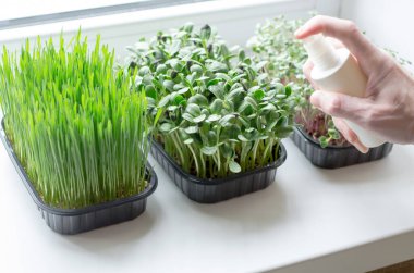 Bir adam mikro yeşilliklere sprey sıkar. Sağlıklı gıda konsepti