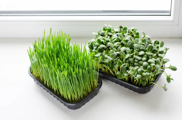 Pencere kenarındaki plastik kutularda mikro yeşiller. Sağlıklı gıda konsepti
