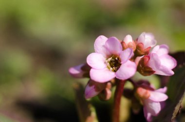Pembe çiçek, güneş ışığı ışınlarında, yakın plan. Güzel yaz doğal arka plan