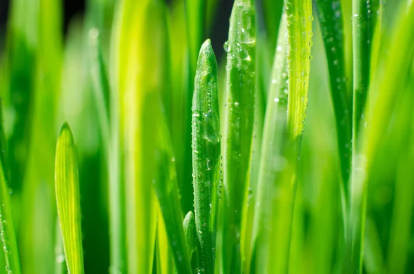 Hierba Con Gotas Agua Cerca Hermoso Fondo Germen Trigo Verde — Foto de Stock