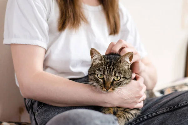 Güzel bakımlı bir tekir kedi ev sahibesinin bacaklarının üzerinde yatıyor. Ev konforu. Favori evcil hayvanlar