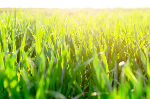 Estate Sole Splendente Sopra Paesaggio Agricolo Del Campo Grano Verde — Foto Stock