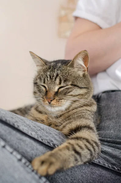 Välvårdad Tamkatt Sover Ett Kvinnligt Ben Favorithusdjur Djurskötsel — Stockfoto