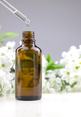 Serum cam pipetten şişeye damlıyor. Doğal cilt bakımı kavramı. Kiraz ağacı özü ile gerekli yağ. Doğal bitkisel ürünler.