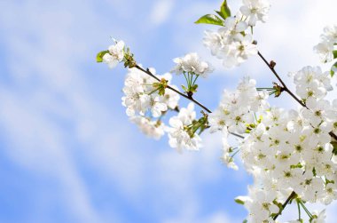 Çiçekli kiraz dalları mavi gökyüzüne karşı.